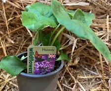 Honesty lunaria annua for sale  WORKSOP