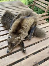 Fuchs pelzkragen echtpelz gebraucht kaufen  Nürtingen