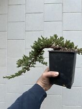 Ginepro procumbens bonsai usato  Italia