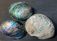 Abalone shells polished for sale  Pacifica