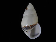 Land snails Amphidromus perversus rufocintus 49.2mm ID#6129, used for sale  Shipping to South Africa