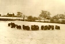 Sheep herd snow d'occasion  Villefranche-de-Lauragais