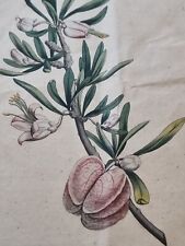 Antique floral botanical for sale  BEDFORD