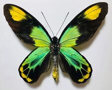 FANTASTIC BLUEISH ORNITHOPTERA VICTORIAE MARAMASIKENSIS. MALE. EXTREMELY RARE !! for sale  Shipping to South Africa