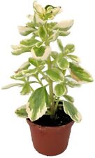 Plectranthus neochilus variega for sale  Wadsworth