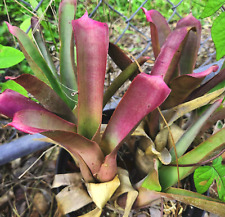 Bromeliad neoregelia bahiana for sale  Miami