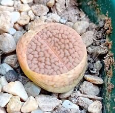 Lithops hookeri vermiculate for sale  CHESTER