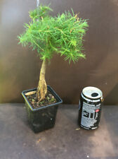 Larch Bonsai Starter Tree Aprox 30cm Outside In Plastic Training Pot for sale  BIRMINGHAM