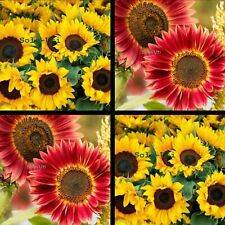 Riesen sonnenblume gelb gebraucht kaufen  Meerbusch-Büderich