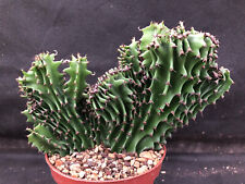 Euphorbia erythraea crestata usato  Massafra