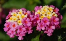 Lantana camara ham for sale  Jacksonville