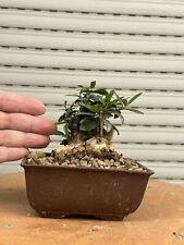 Olivastro bonsai mame usato  Italia