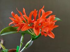 Cattleya aurantiaca orchid for sale  Newtown