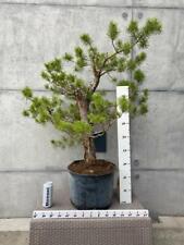 Pinus sylvestris Yamadori, prebonsai, usato usato  Spedire a Italy