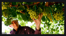 SEMILLAS DE UVA 10 X SEMILLAS DE UVA ALGODÓN CARAMELO VENDEDOR DEL REINO UNIDO segunda mano  Embacar hacia Argentina