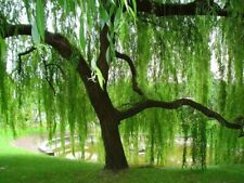 Weeping willow tree for sale  Estill Springs