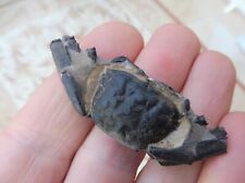 Fossil crab macrophalmus for sale  BURGESS HILL