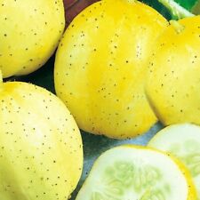 Lemon cucumber seeds for sale  Minneapolis