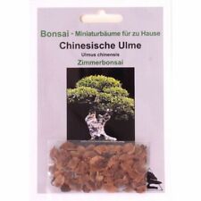 Bonsai samen chinesische gebraucht kaufen  Heinsberg