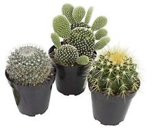 Assorted live cactus for sale  Miami