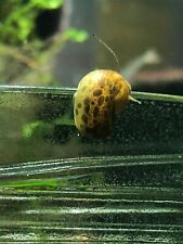 Ramshorn snails live for sale  Kankakee