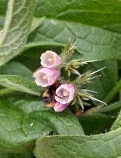 Bocking organic comfrey for sale  COVENTRY
