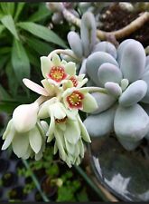 Pachyphytum viferum mondstein gebraucht kaufen  Deutschland