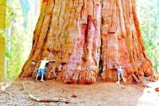 20 SEMILLAS GIGANTES (COSTA) DE SECUOYA - Sequoia sempervirens segunda mano  Embacar hacia Argentina