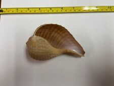 Whelk sea shells for sale  Locust Valley