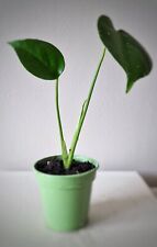 Indoor monstera deliciosa for sale  WALSALL