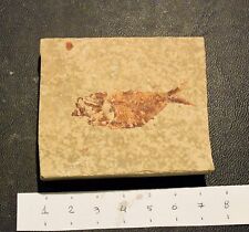Pesce fossile diplomystus usato  Vimodrone