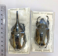 DYNASTES MORONI****PAIR Nr.2 - 83mm  ** Mexico for sale  Shipping to South Africa