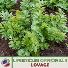 175 lovage seeds for sale  Venice