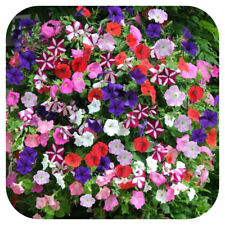 Petunia frenzy mixed for sale  LINCOLN