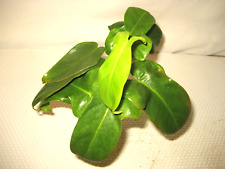 Cutting rare philodendron for sale  Reva