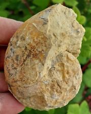 Rare ammonite nautile d'occasion  Niort