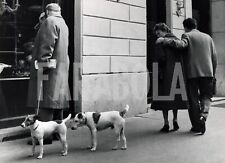 Vintage animali milano usato  Roma