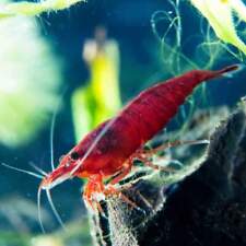 Bloody mary shrimp for sale  LONDON