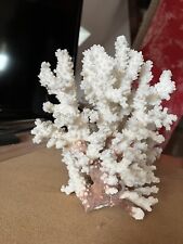 Weiße koralle natürlicher gebraucht kaufen  Stöcken