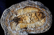 Australosomus poisson fossile d'occasion  La Roche-sur-Yon