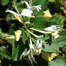 Lonicera japonica halliana for sale  KING'S LYNN