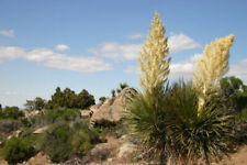 Semi Yucca Lords of CANDEL una pianta ornamentali per casa e giardino è inverno usato  Spedire a Italy