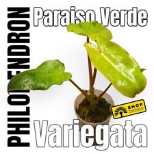 Philodendron paraiso verde gebraucht kaufen  Berlin