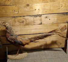 Taxidermy golden pheasant for sale  MARLOW