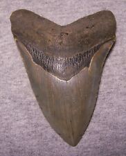 Megalodon shark tooth for sale  Hinesville