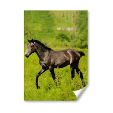 Horse foal pony for sale  SELBY