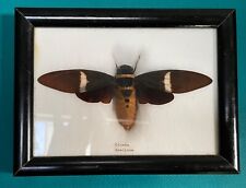 Real framed cicada for sale  Atherton
