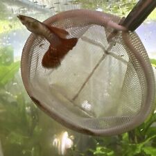 Live guppy fry for sale  Chicago
