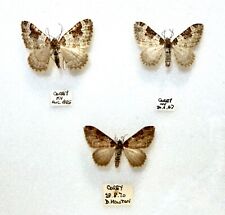 Three british specimens for sale  BATH