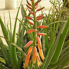 Aloe Vera Barbadensis flor de laranja planta medicinal ayurvédica comestível Bareroot, usado comprar usado  Enviando para Brazil